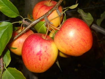 Pommes bio « pinova » - 1 kg - La Ferme Hozabeilles 