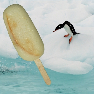 Le petit bâton de fruits - 8 glaces
