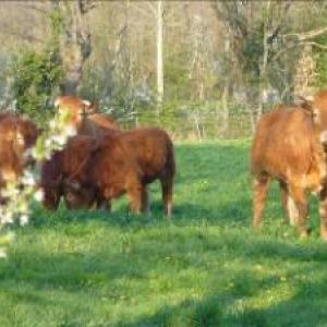 9.7kg : caissette limousine barbecue