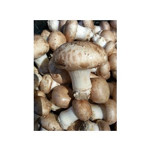 Champignon de paris, 1 kg