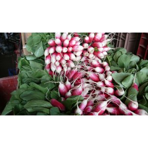 Radis rouges et blancs