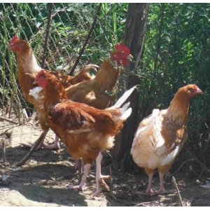 Poulet 1.4 à 1.5 kg