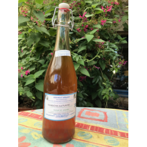 Kombucha aux plantes