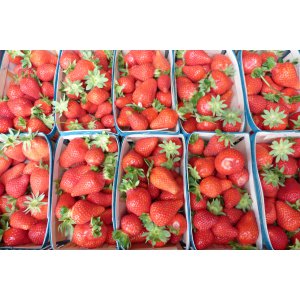 Fraise ' charlotte ou clery ou cyflorette ou dream'