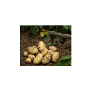 Pomme de terre de consommation - purée