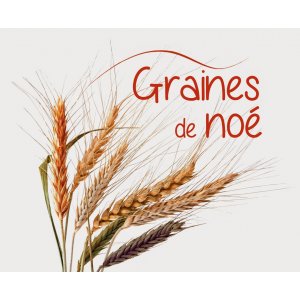 Farine de blé t80 5 kg  variétés anciennes