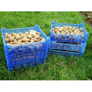 Pomme de terre nicola