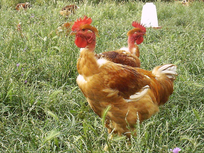 Un poulet bio coûte deux à trois fois plus cher - La Voix du Nord