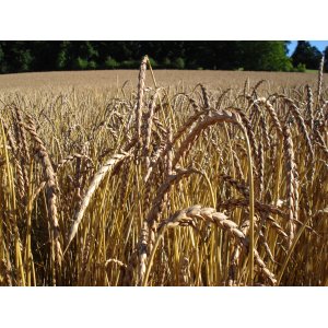 Farine 1,5 kg bio grand epeautre - t80