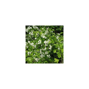 Tisane aubépine bouquet