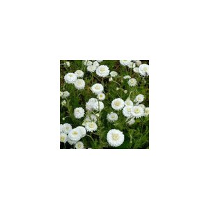 Tisane camomille romaine