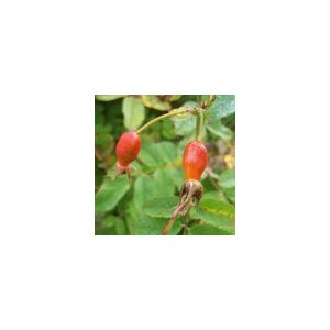 Tisane églantier fruit-cynorhodon