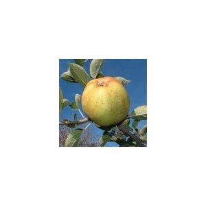 Pomme canada blanche