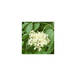 Tisane sureau fleurs