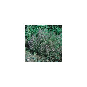 Tisane thym officinale