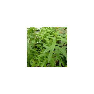 Tisane verveine citronnée