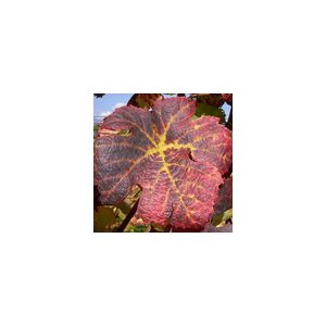 Tisane vigne rouge feuille