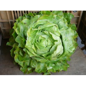 Lot de 2 laitues