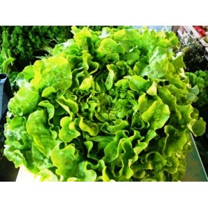 Lot de une feuille de chêne verte et une feuille de chêne rouge