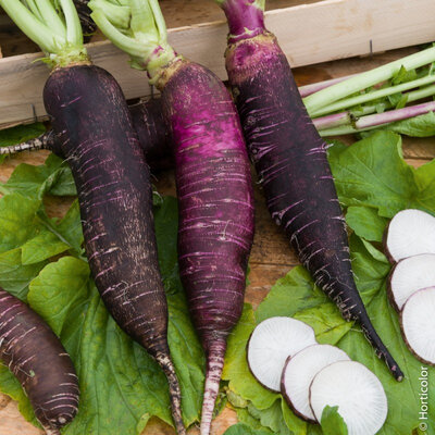 Radis violet ou noir