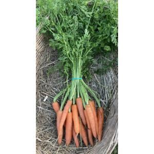 Botte carottes primeurs
