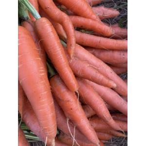 Carottes primeurs vrac