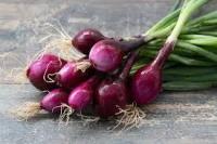 Botte oignons nouveaux rouge