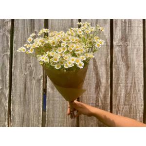 Fleurs botte - camomille