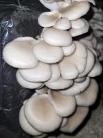 Pleurote grise