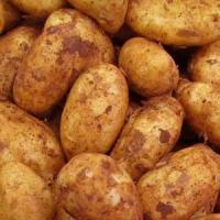 Pomme de terre nouvelle bio spunta
