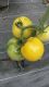 Pomme de terre nouvelle bio spunta - image 2