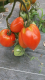Pomme de terre nouvelle bio spunta - image 3