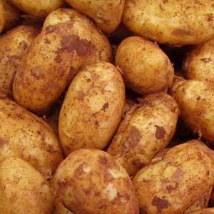 Pomme de terre nouvelle bio spunta