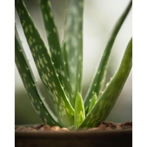 Plant d'aloe vera en pot