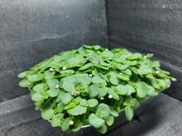 Micropousses de shiso vert