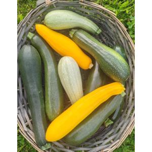 Mélange courgettes petit format