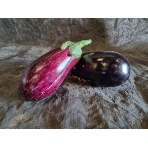 Aubergine