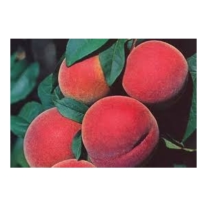 Pêches blanches ou jaunes plateau 4kg