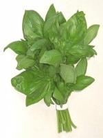 Basilic