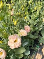 Botte de lisianthus couleur champagne 5 tiges