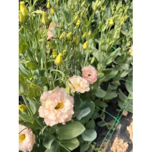 Botte de lisianthus couleur champagne