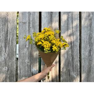Fleurs botte - tanaisie
