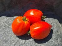 Tomate coeur de boeuf