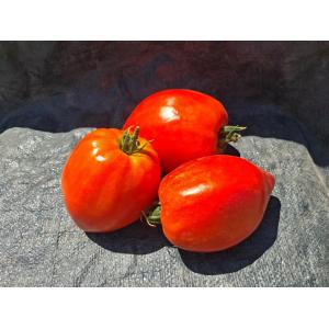 Tomate coeur de boeuf