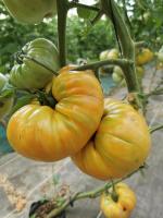 Tomates ananas