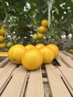 Tomate ronde  jaune