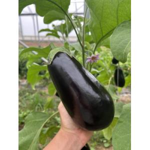 Aubergine