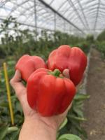 Poivron rouge