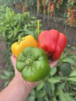 Mix poivrons de couleur