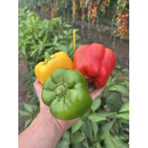 Mix poivrons de couleur